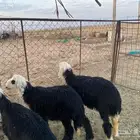 بهم نجد