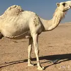 الجوف طبرجل