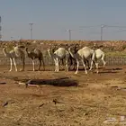 حشو للبيع عددها 8