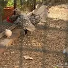 دجاج سبرايت شبابي و ذهبي