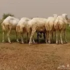 خرفان كباشه بلدي
