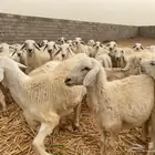 حريات جدعان عدد 33 بالفحل