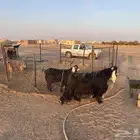 تيس فحل كفو عارضي