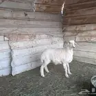 رخل حريه طيبه