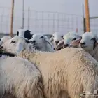 طليان وتيوس طازحه و حاشي طيب حريات ذبائح عوارض مع التوصيل