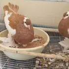 زوجين حمام زينه تب التب