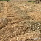 علف للبيع