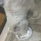 قط للتبني