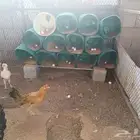 دجاج للبيع