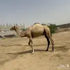 صبيا