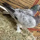 زوج حرمي مذيل دبل كرست وغرة