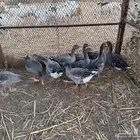 وز للبيع