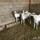 2مشاريع فحوله مطوره اجم