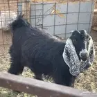 جفرتين عوارض كفو وطيبه باالحيل
