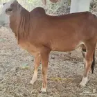 حسيل بلدي للبيع