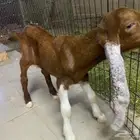 للبيع تيس شق3