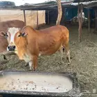 بقر لقاح بفحلهن
