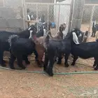تيوس وحفار عوارض مندي