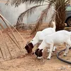 تيس وجفره بورقوت دم صافي