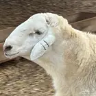 فحل حري صنف وجرم فاخر