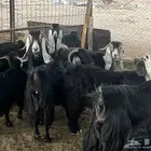 معز عوارض مضاريع