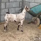 مشروع فحل صلالي عماني بيور