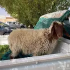 للبيع رخله نعيمي