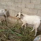 تيس بيشي