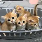 كتن بيور للبيع