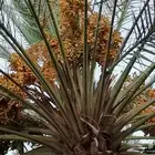 صيف مزرعة تمر برني العلا - العذيب
