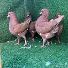 حمام كنغ احمر بالاضافة الى عيالهم