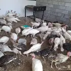 دجاج رومي