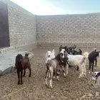 تيوس مزرعة طيبة للبيع جملة وتفريد ضواحي تبوك