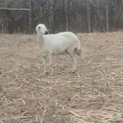 ماش