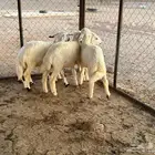 خرفان ورخل حريات
