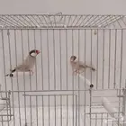 زوج جاوا كريمي منتج