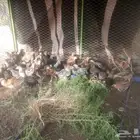 صوص دجاج بلدي وفيومي
