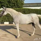 فرس فاخر