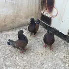 حمام كنق جوز منتج مع عياله