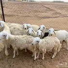 طليان تربيه للبيع