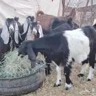 جفار طيبات مقفلات شحم