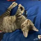 قطط للتبني