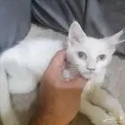 حي التعاون