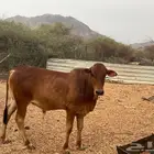 حسلان عجول عدد 6 للبيع