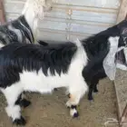تيس فحل مشروك عارضي هولندي