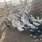 بط شهرمان مسكوفي