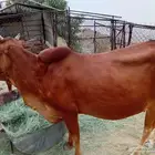 بقر للبيع