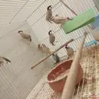 10 حبات جاوا كريمي