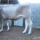 بقرة سويسرية للبيع