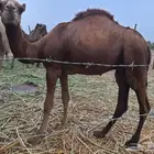 قعود ساحلي أحمر